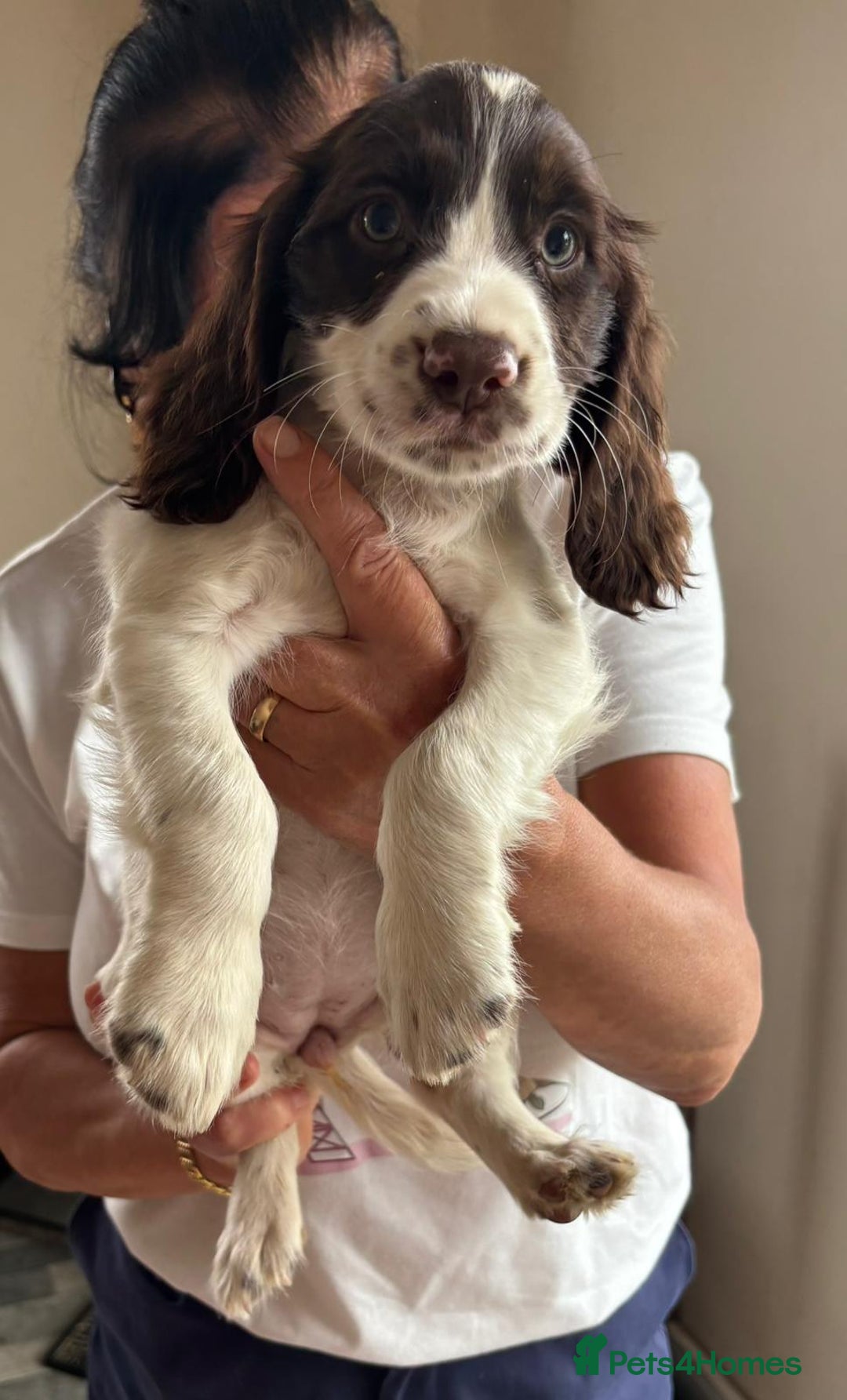 Sprocker dogs for sale: Sprocker  - Image 9