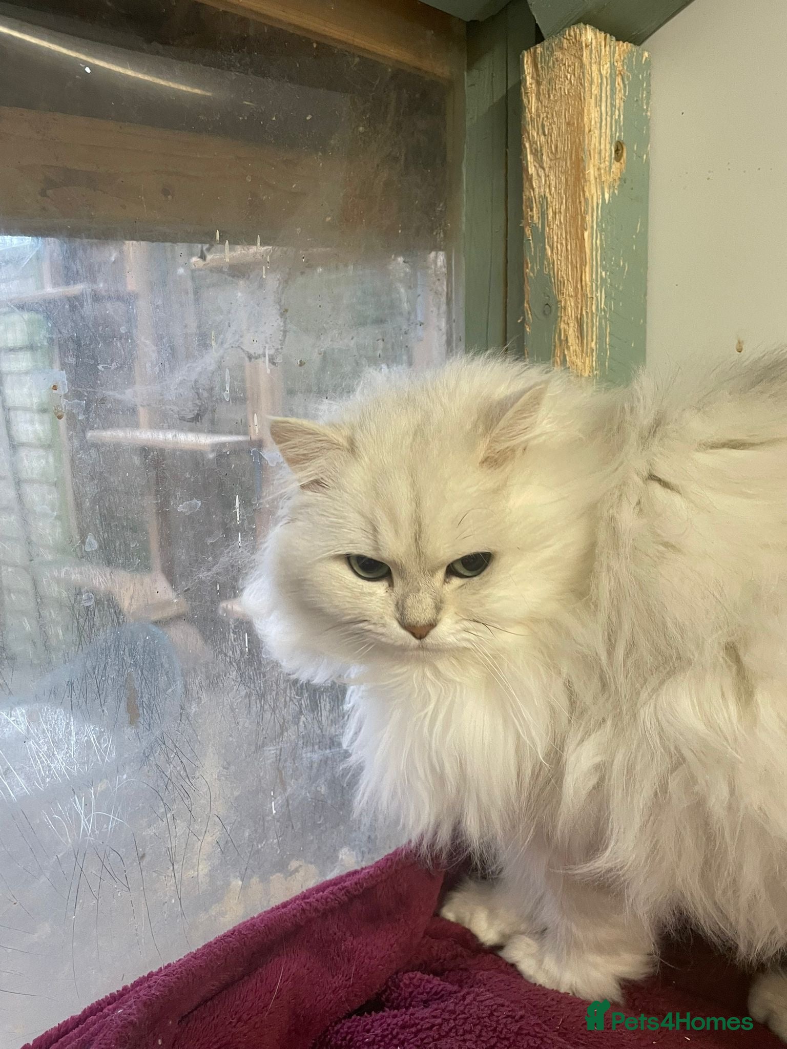 Persian cats Registered silver Persian boy - Advert 6