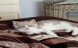 Ragdoll cats for sale: Mink ragdoll kittens - Image 7