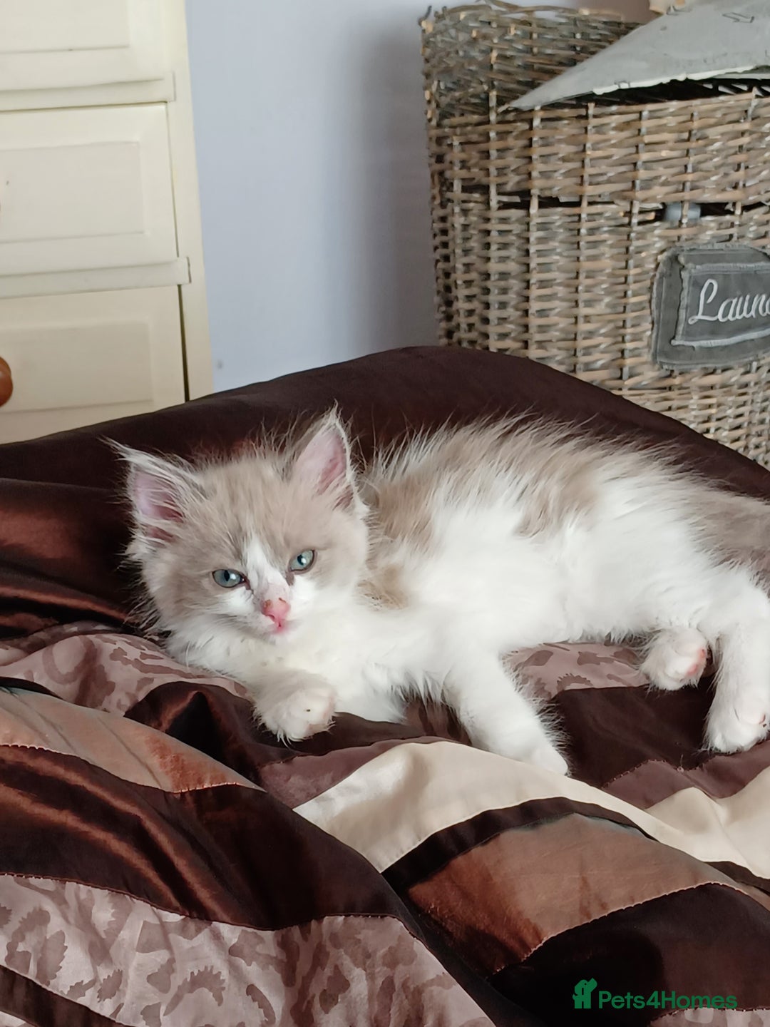 Ragdoll cats for sale: Mink ragdoll kittens - Image 7