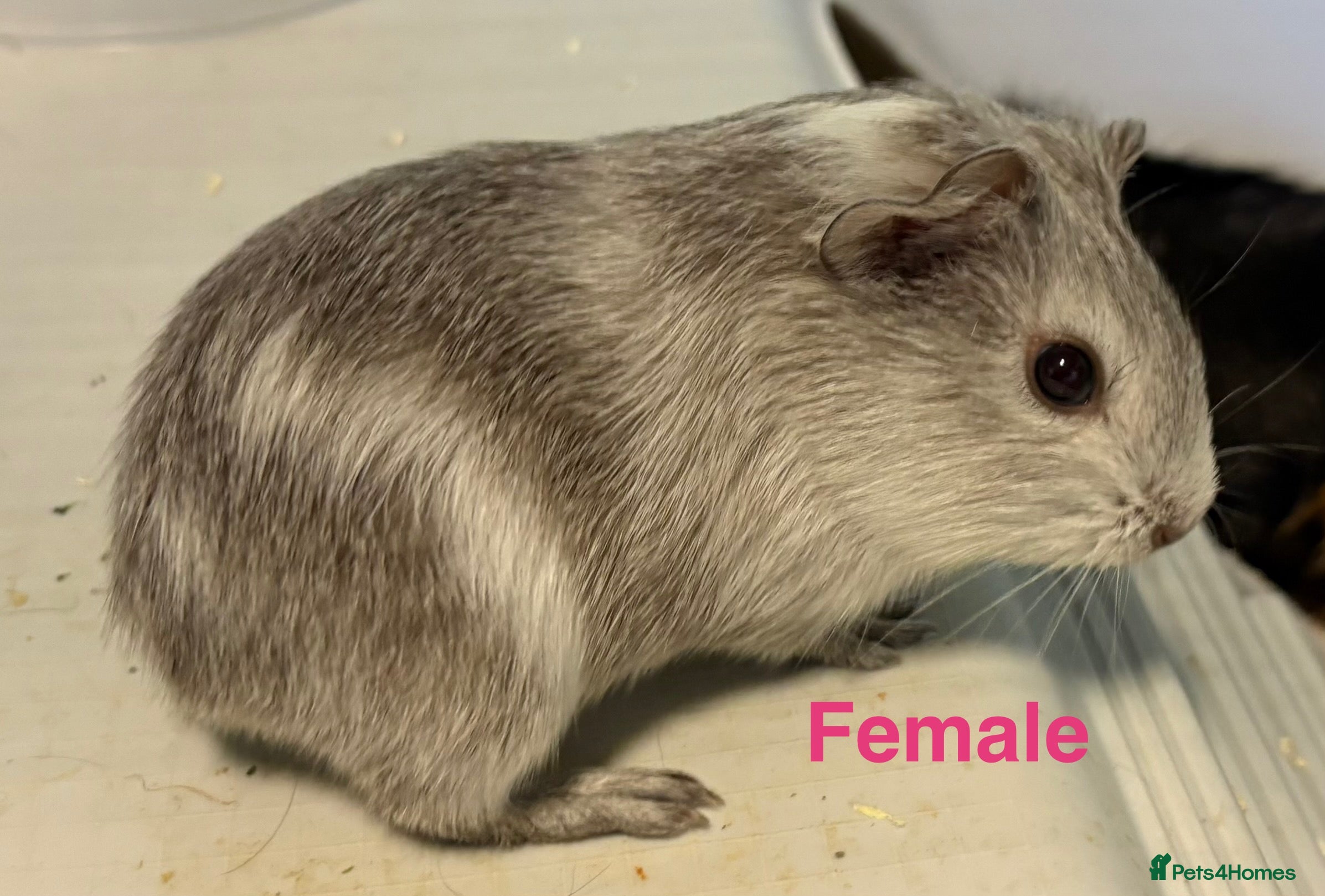 Guinea Pig rodents Baby Guinea Pigs  - Advert 1