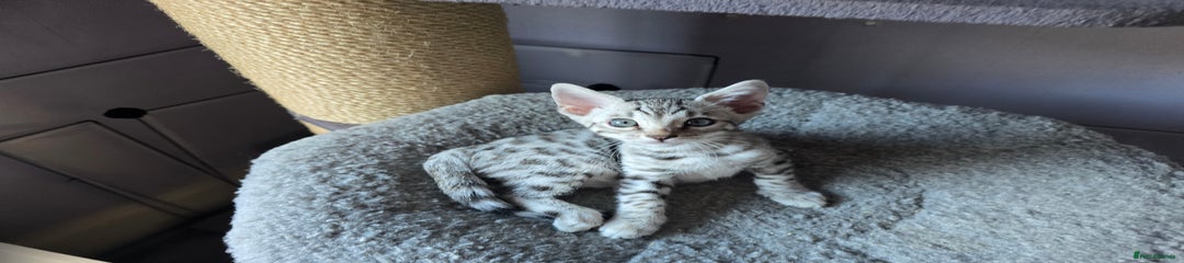 Silver Female
