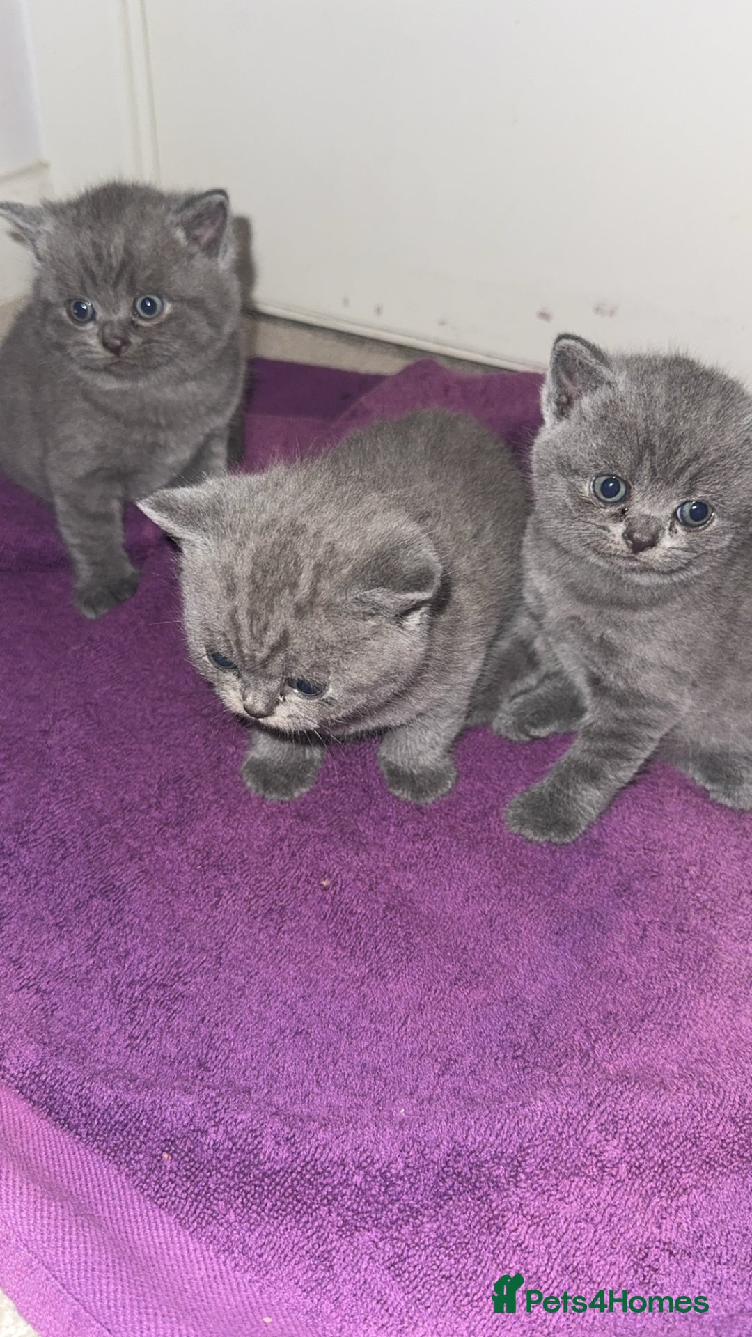 British Shorthair cats for sale: British short hair kittens - Advert 5