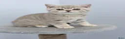 British Shorthair cats for sale: last GCCF British shorthair kitten to reserve - Advert 23