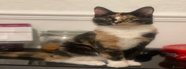 Titi