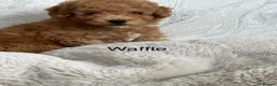 Cavapoo dogs for sale:   Teddy bear cavapoos ready now  in Bilston - Advert 8