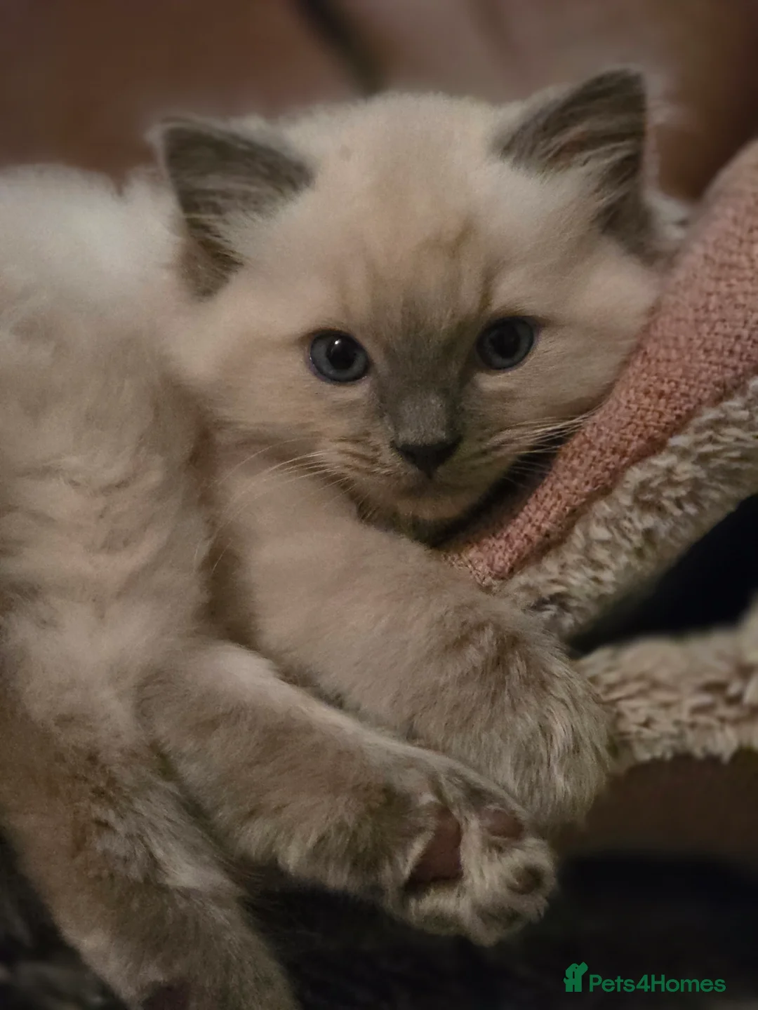 Ragdoll cats for sale: Pure Ragdoll Kittens  - Advert 11