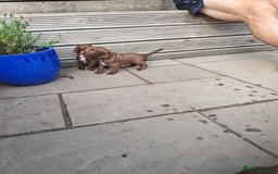 Sprocker dogs for sale: Adorable, well-socialised Sprocker Spaniel puppies - Image 10