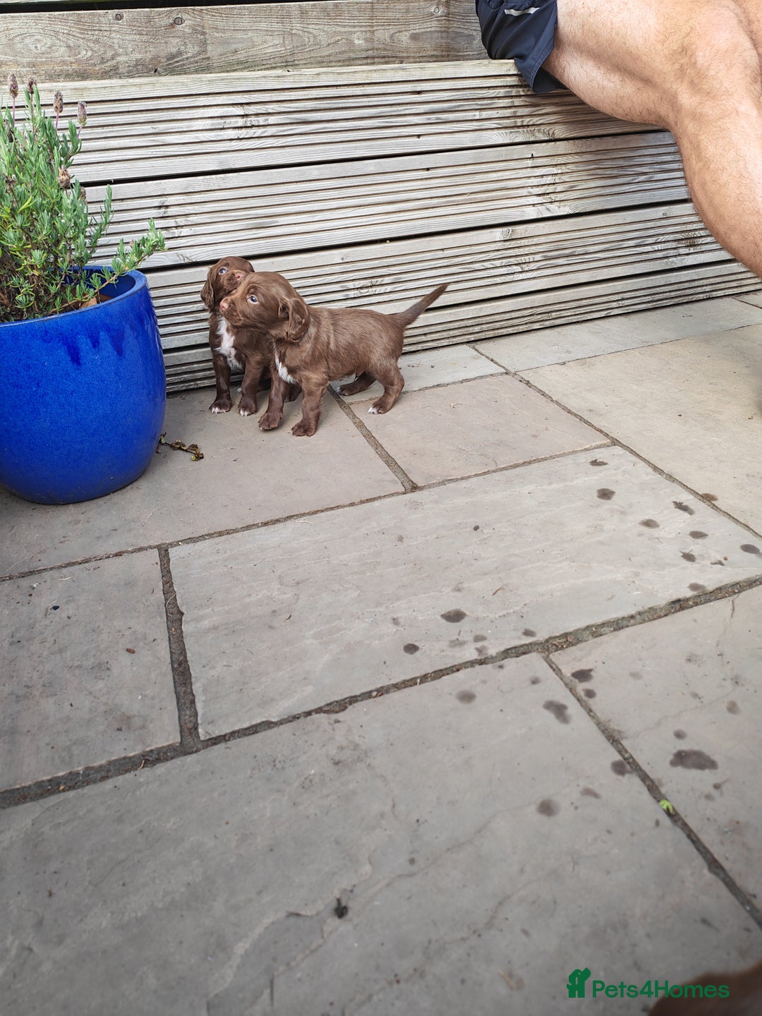 Sprocker dogs for sale: Adorable, well-socialised Sprocker Spaniel puppies - Image 10