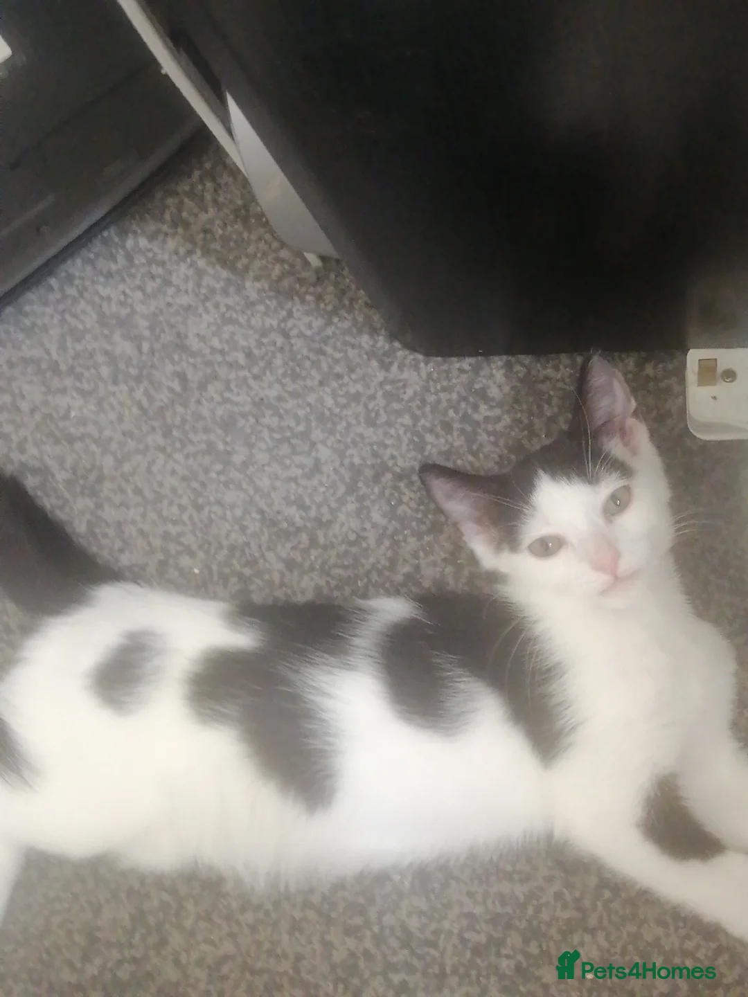 Mixed Breed cats for sale: Beautifully kittens need for there forever home  in Burnley - Advert 7