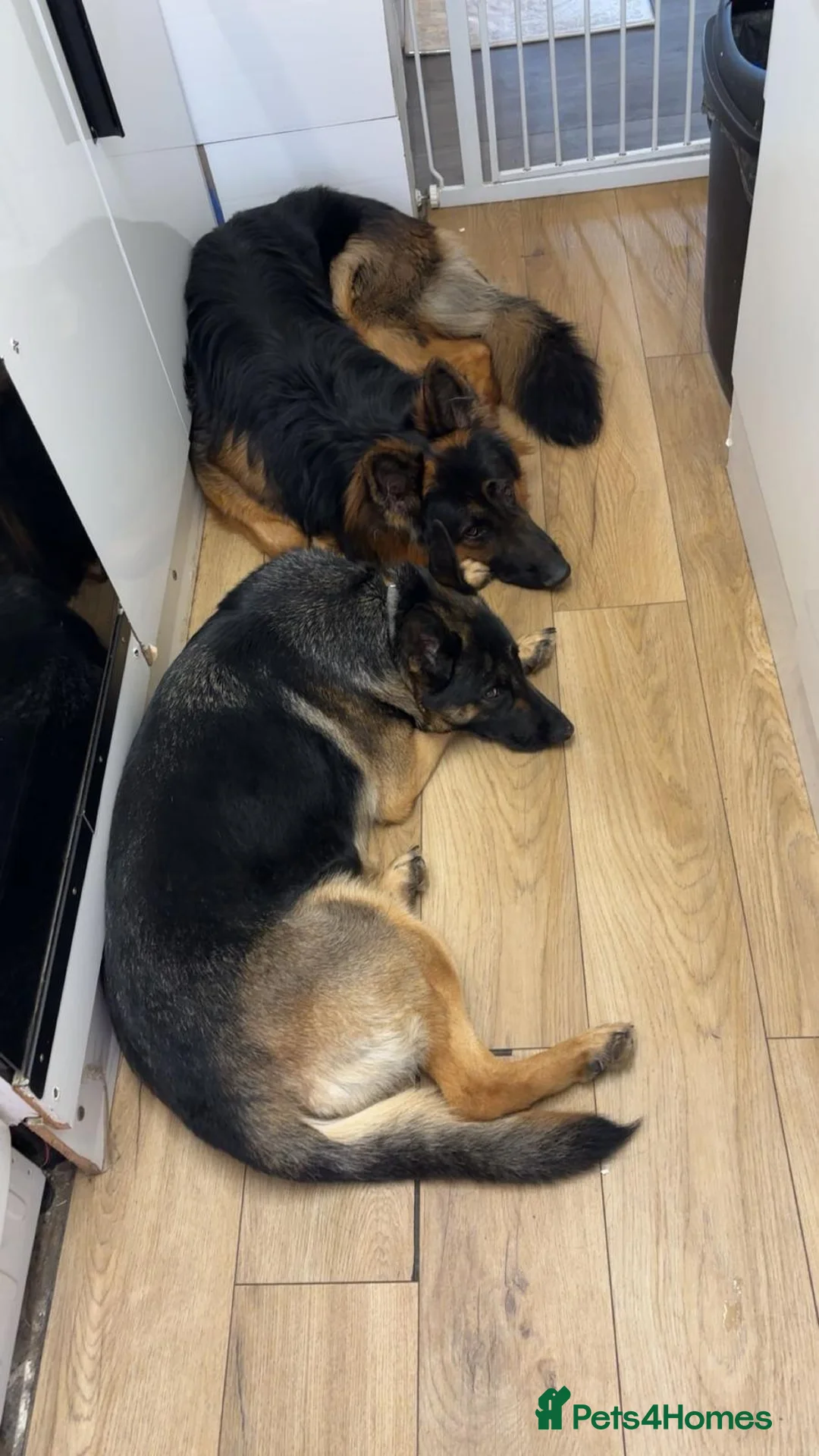 German Shepherd dogs for sale: Amazing german shepherd pups - Advert 3