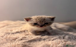 Persian cats for sale: Adorable Persian × Bengal Kittens  - Image 6