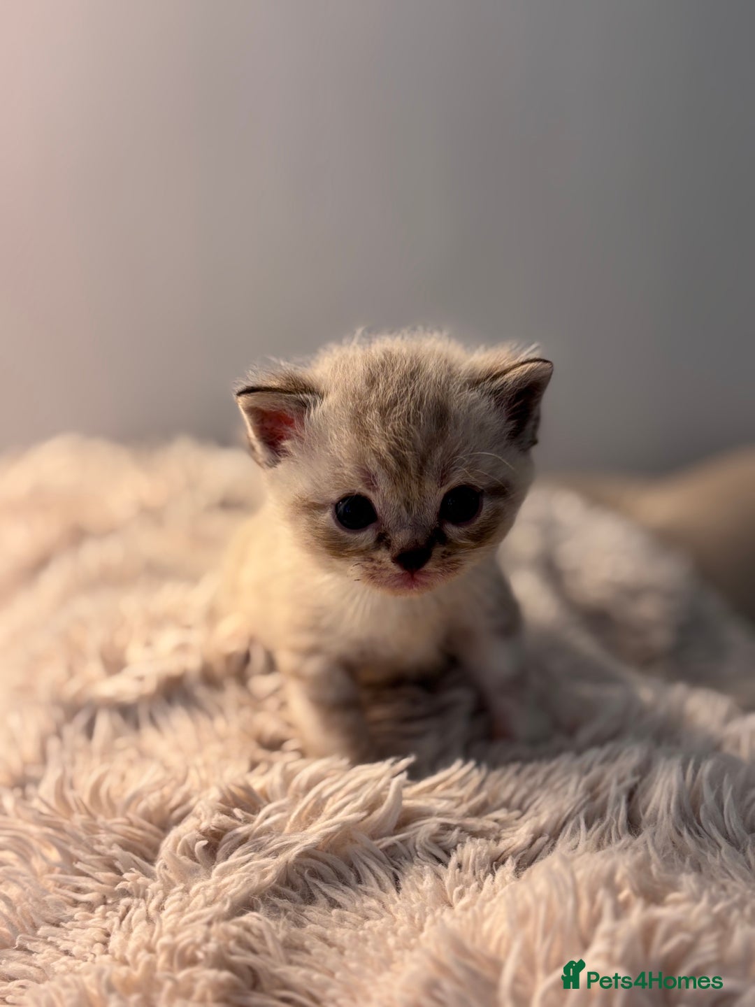 Persian cats for sale: Adorable Persian × Bengal Kittens  - Image 6