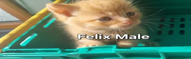 Felix