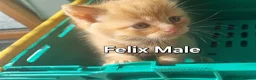 Mixed Breed cats for sale: 7 gorgeous kittens looking for a home - Advert 25