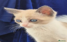 Snowshoe cats for sale: Stunning pedigree Snowshoe kittens  - Image 11