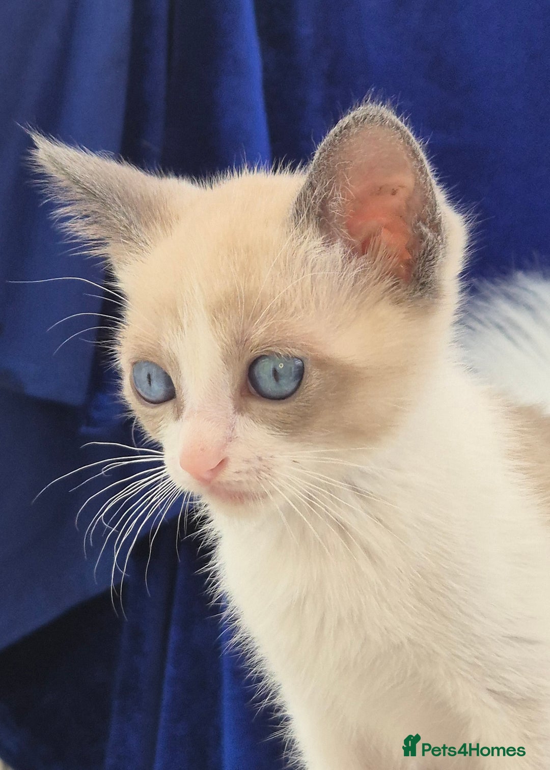 Snowshoe cats for sale: Stunning pedigree Snowshoe kittens  - Image 11