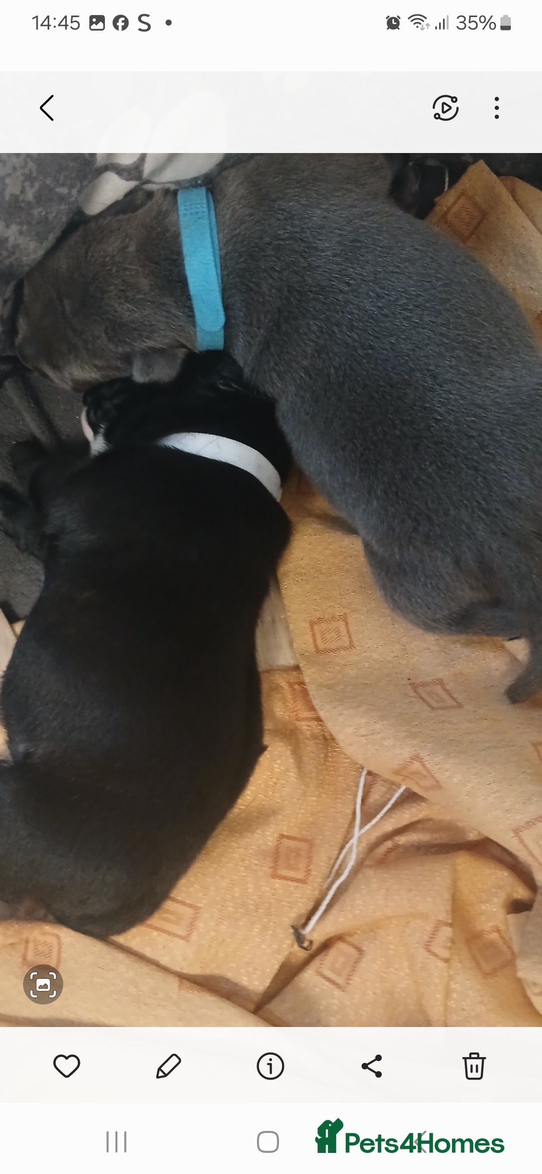 Staffordshire Bull Terrier dogs for sale: Staffordshire bull terriers puppy's  - Advert 10