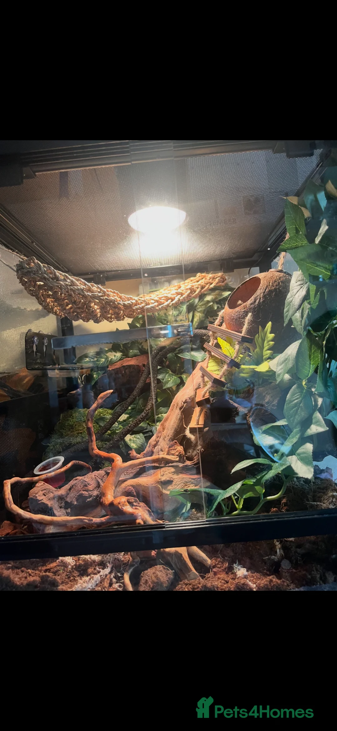 Gecko reptiles for sale: Crested Gecko & full setup  in Bishop Auckland - Advert 5