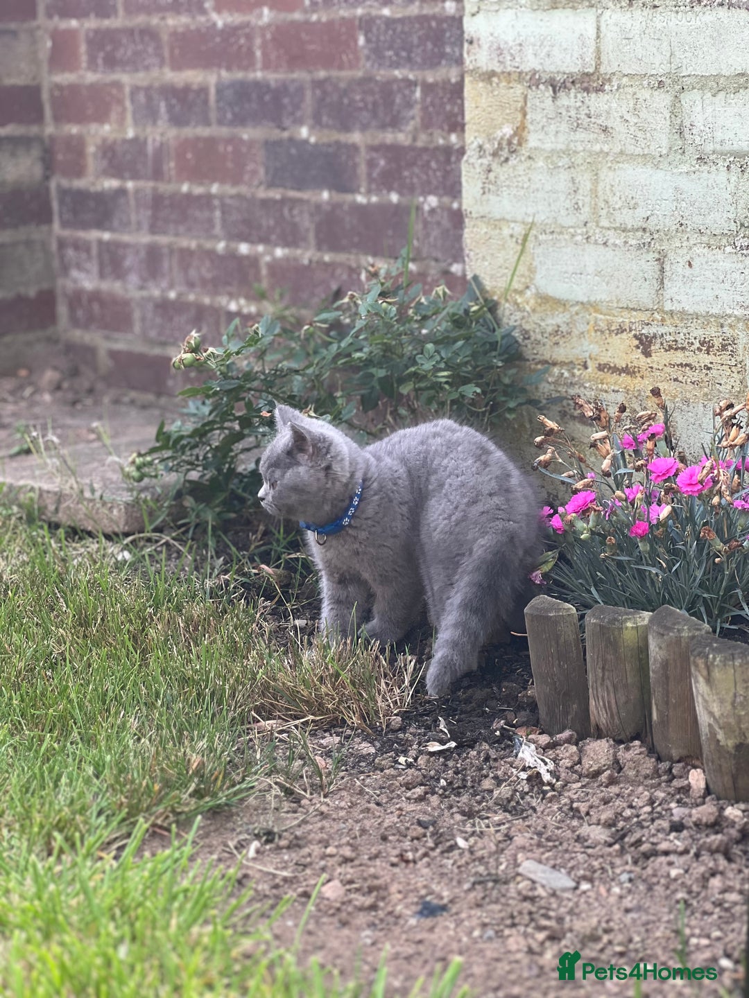 British Shorthair cats for sale: British shorthair  - Image 9