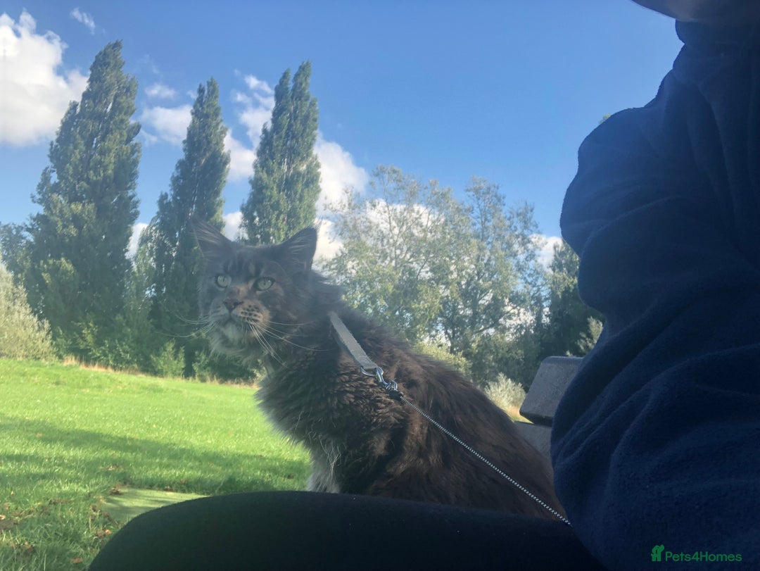 Maine Coon cats for sale: Prince in London - Image 6
