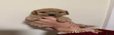 Cockapoo 5