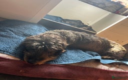 Dachshund dogs for sale: Kc Standard Wire Haired Dachshund Puppies - Image 25