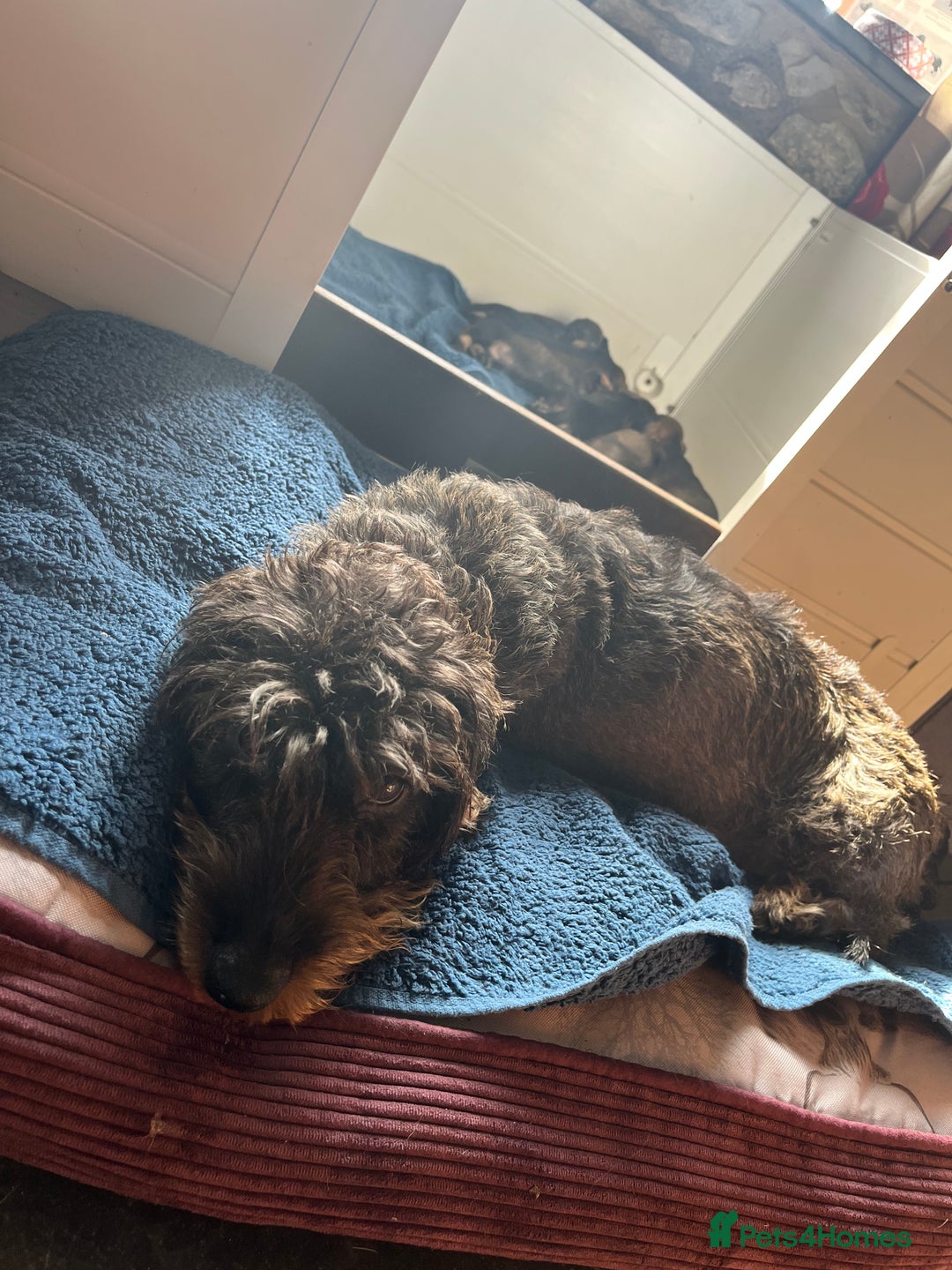 Dachshund dogs for sale: Kc Standard Wire Haired Dachshund Puppies - Image 25