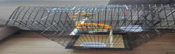 Lovebirds birds for sale: Single Female Lovebird in London - Advert 4