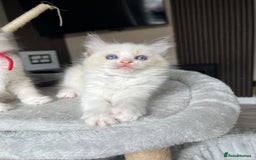 Ragdoll cats for sale: Registered Ragdoll kitttens for sale - Image 14