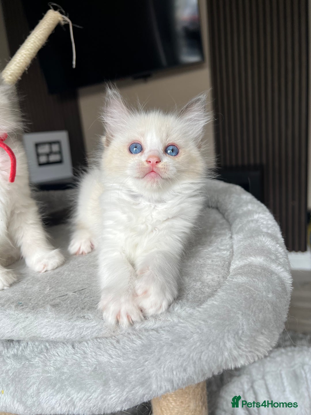 Ragdoll cats for sale: Registered Ragdoll kitttens for sale - Image 14
