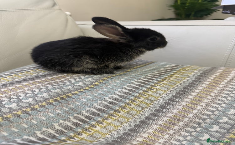 Mini Lop rabbits - Advert 9