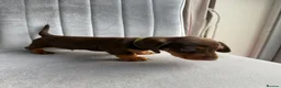 Miniature Dachshund dogs for sale: KC Reg Miniature Chocolate & Tan Dachshunds - Advert 9