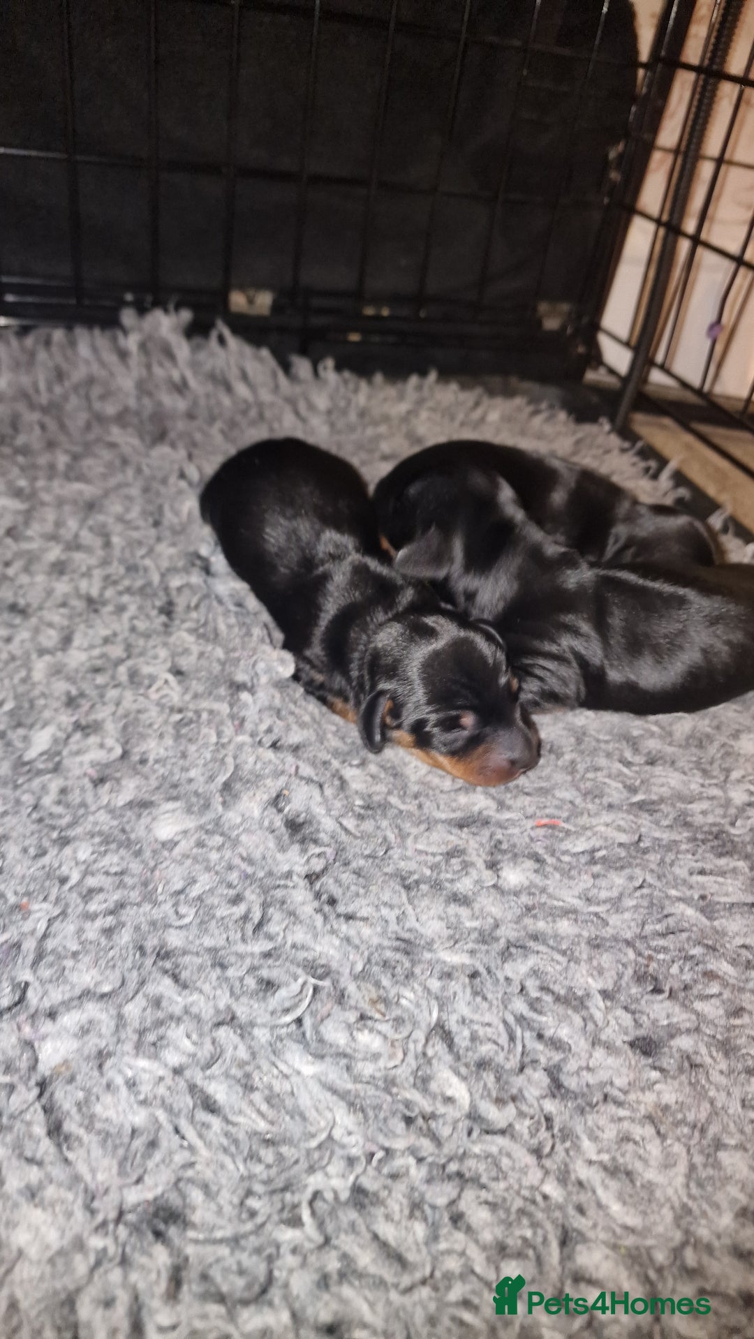 Miniature Dachshund dogs for sale: Beautiful Pedigree Minature Dachshunds Black & Tan - Advert 9