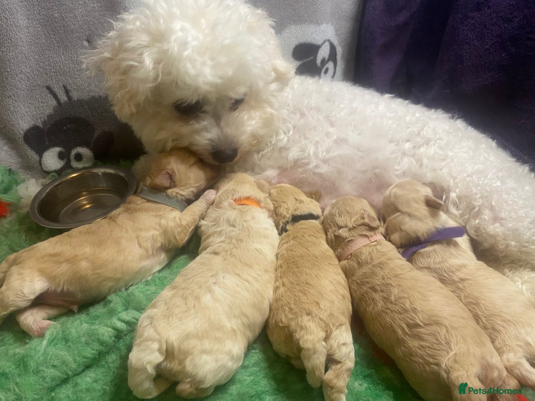 Cavapoo dogs for sale:  F1 poochons health tested parents 🐶 - Advert 20