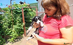 Mixed Breed dogs for adoption: Meet LUNA, a Lovely Puppy Girl - for a Loving Home - Image 12