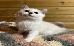Ragdoll cats for sale: Tica Cherubim ragdoll kittens ready now  - Image 7