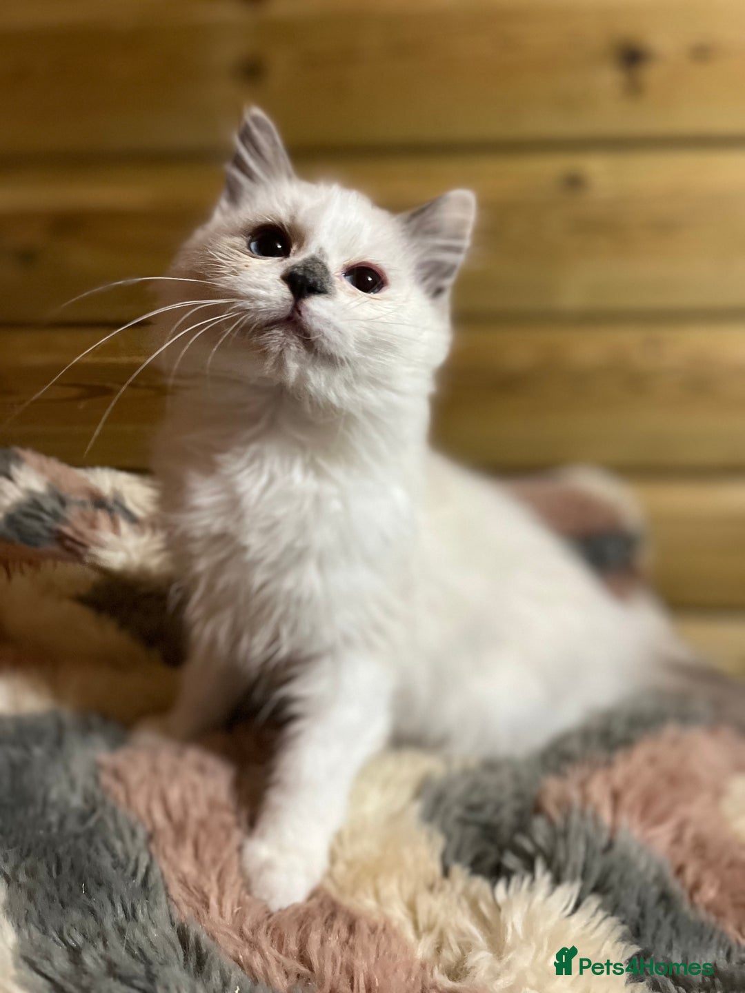 Ragdoll cats for sale: Tica Cherubim ragdoll kittens ready now  - Image 7