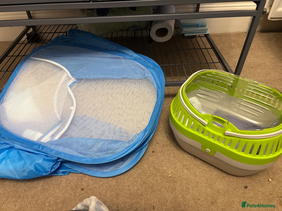 Rat rodents for sale: Two male Rex rats - Advert 8