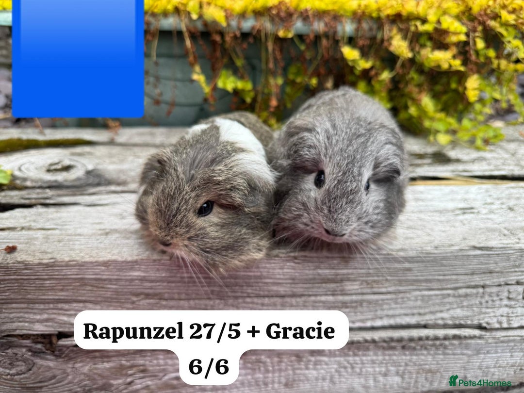 Guinea Pig rodents for sale: Baby guinea pigs available now. Sheffield. - Image 15