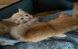 Mixed Breed cats for sale: Fluffy ginger & short fur calico 🐱🤩 - Image 18