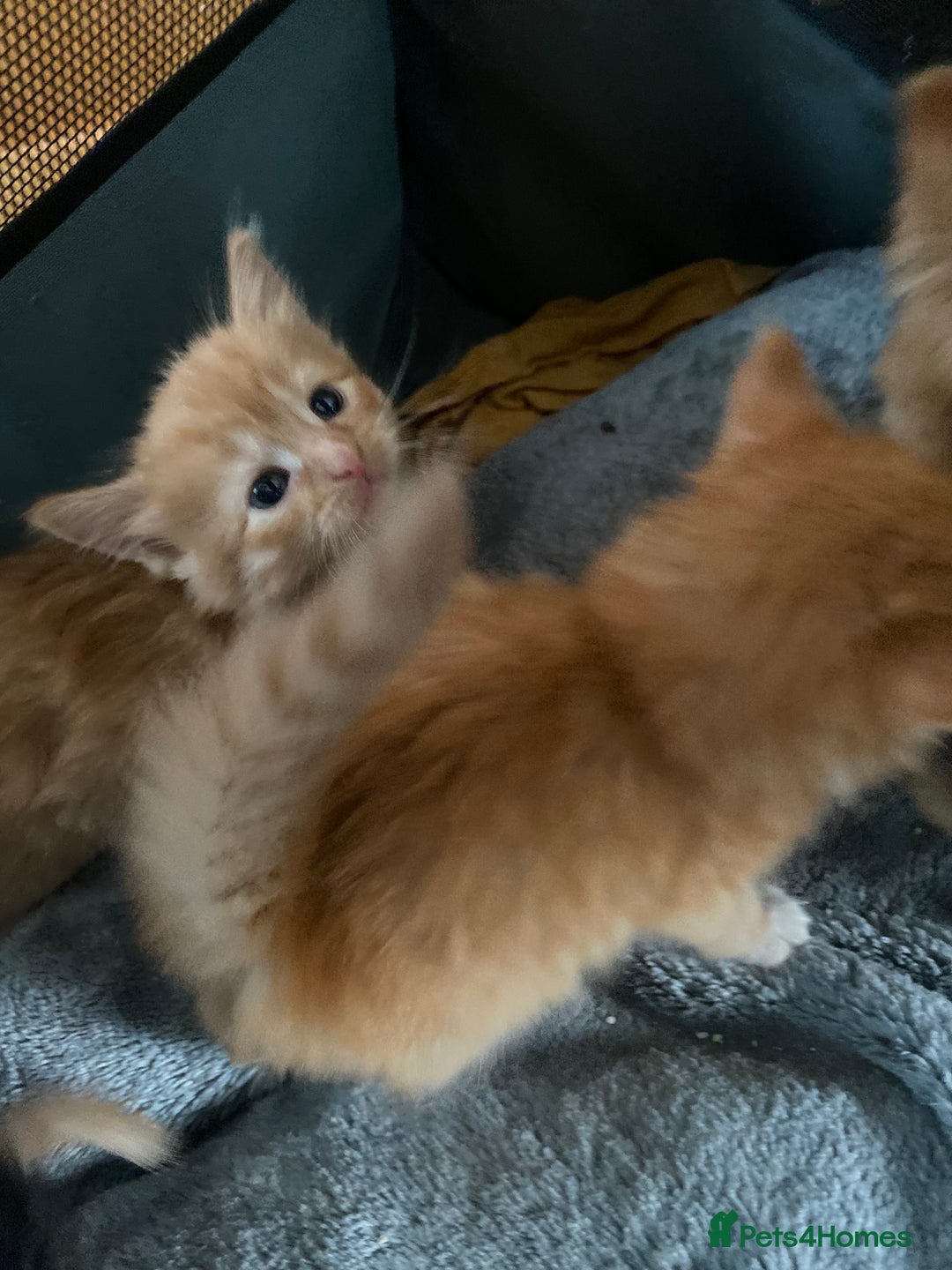 Mixed Breed cats for sale: Fluffy ginger & short fur calico 🐱🤩 - Image 18