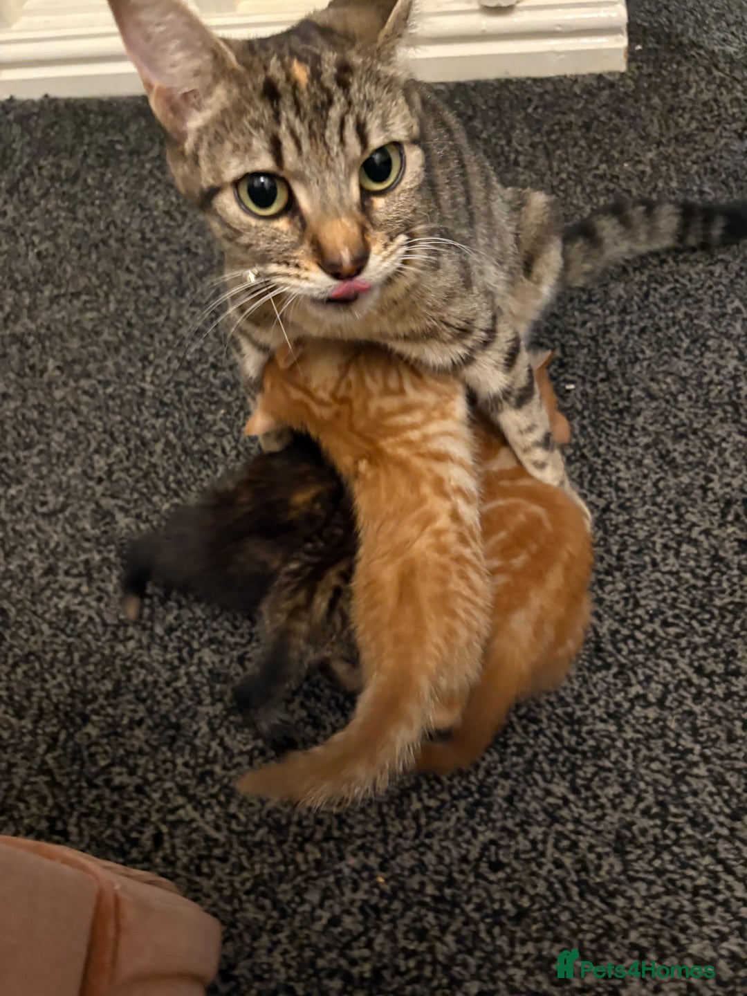 Mixed Breed cats for sale: Female young tabby cat!! Mixed breed - Image 5
