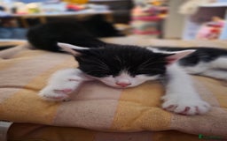 Mixed Breed cats for sale: Coco and Oreo - Image 1
