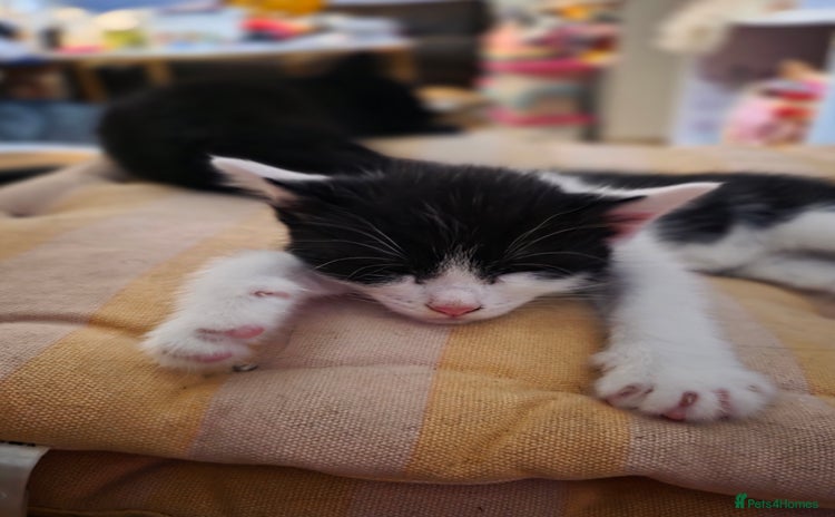 Mixed Breed cats - Advert 5
