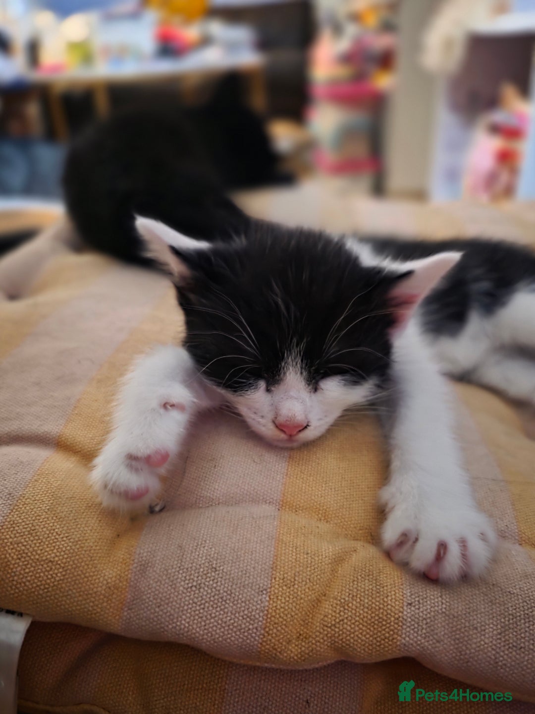 Mixed Breed cats for sale: Coco and Oreo - Image 1