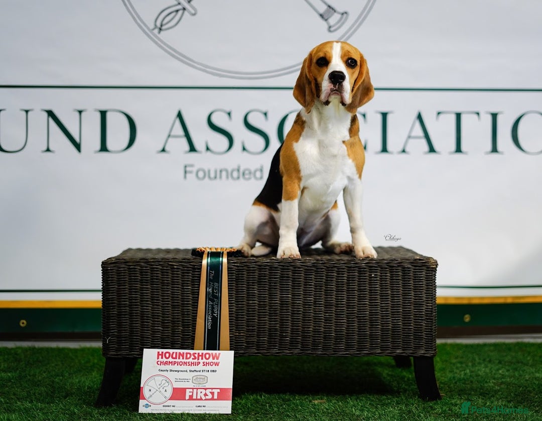 Beagle dogs for stud: Winner at Crufts 2025! in Tonbridge - Image 12