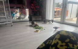 French Lop rabbits for sale: Pure Bred French Lop sisters 🌸 - Advert 2