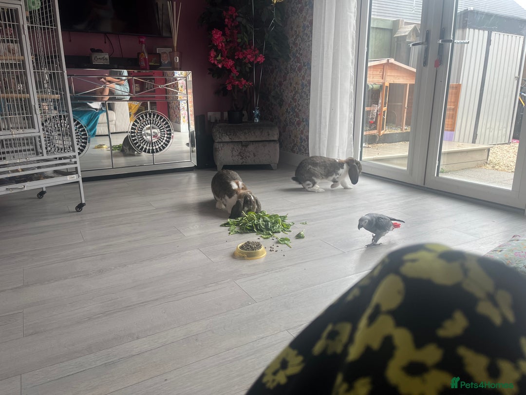 French Lop rabbits for sale: Pure Bred French Lop sisters 🌸 - Advert 2