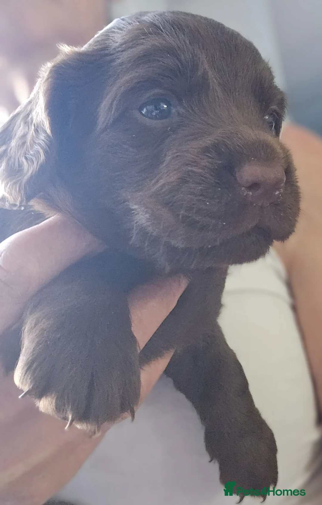 Sprocker dogs for sale: Last boy Sprocker left - Advert 1